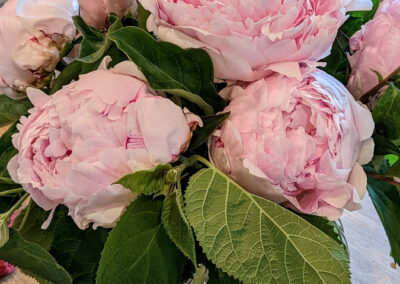 Pink peonies in a vase on a kitchen counter.