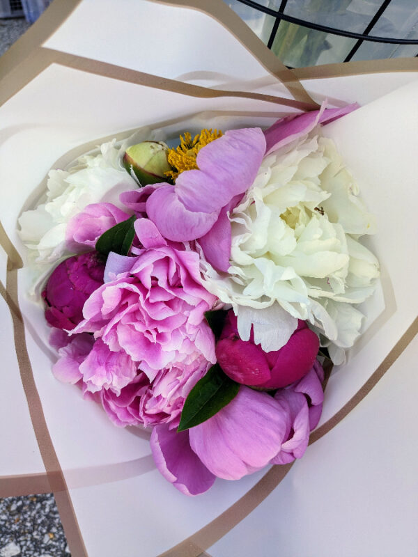 Pink and white peonies in a paper bundle