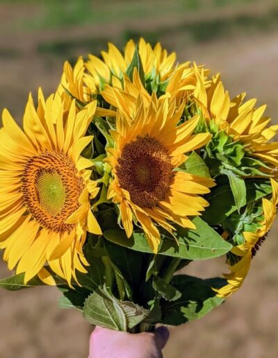 A hand holding up a small bouquet of yellow sunflowers.