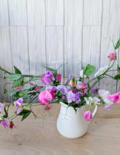 Purple, pink, and white sweat pea flowers in a white pitcher with a gray background and sitting on a light wood table.