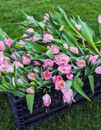 A large black crate filled with freshly picked pink tulips.